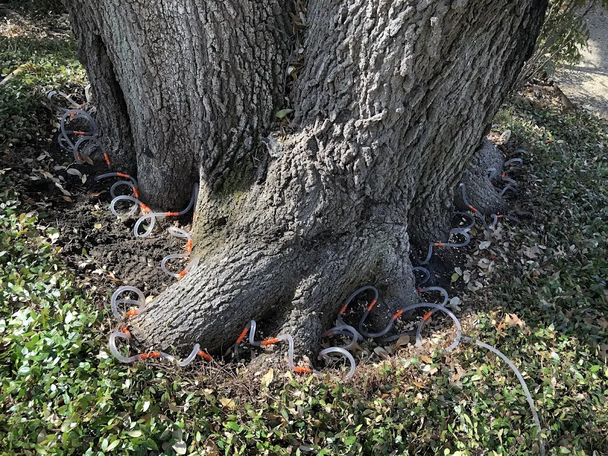 Detailed Tree Cabling and Bracing job site in Crossnore